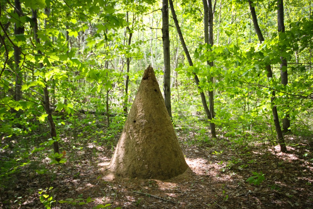 Fieldwork (12 of 17)