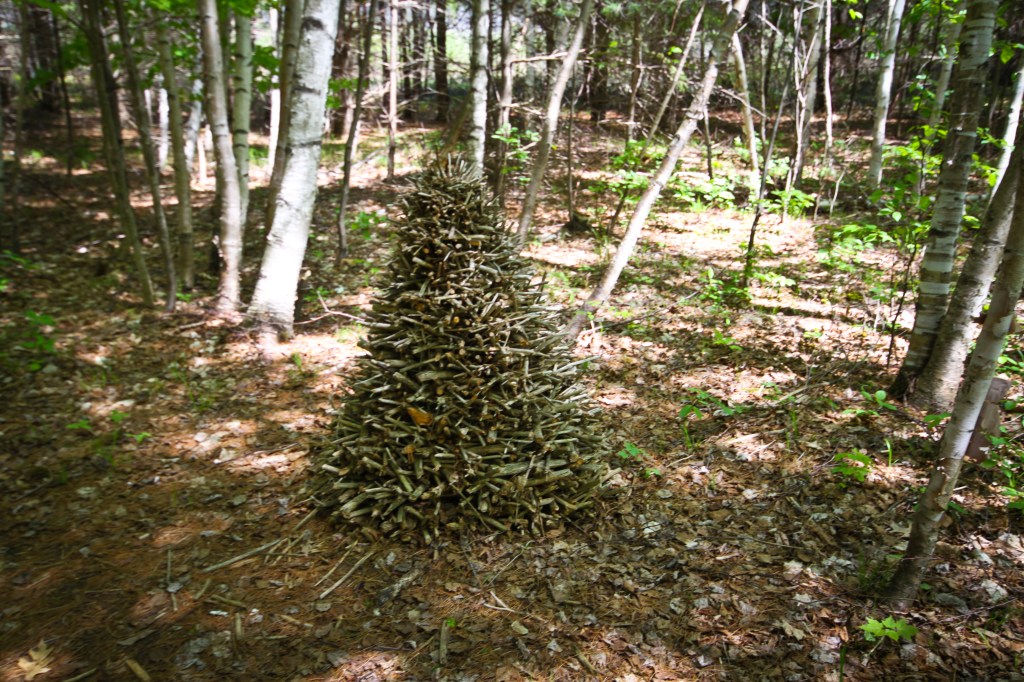 Fieldwork (13 of 17)